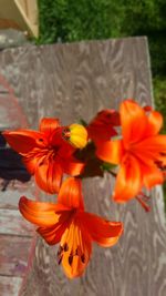 Close-up of orange hibiscus