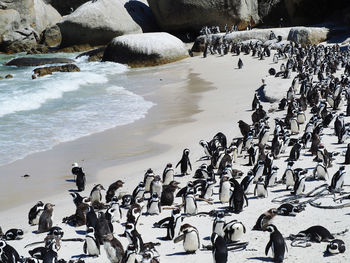 High angle view of birds on beach during winter