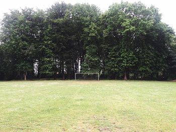 Trees growing on field