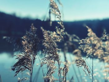 Close-up of frozen plant on field