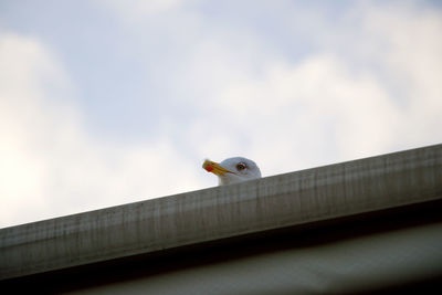 Low angle view of seagull perching on wall