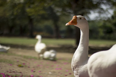 Chinese goose on field at park