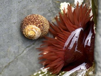 Close-up of orange leaf in sea
