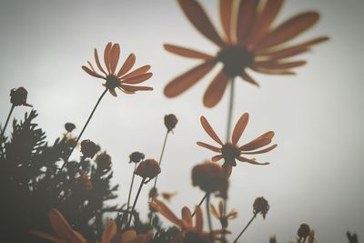 Low angle view of yellow flowers blooming against sky