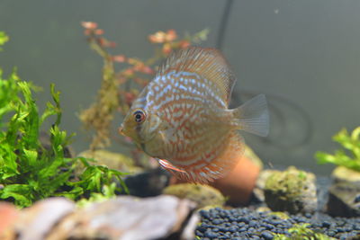 Close-up of fish swimming in sea