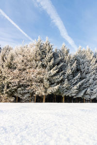 Trees on snow covered field against sky