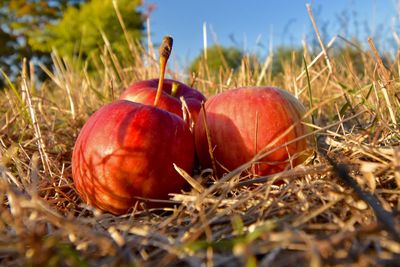 Apples in fall autumn / thanksgiving