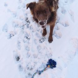 Portrait of dog in snow