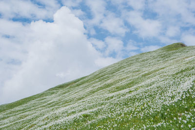 Hillside meadow of blooming white daffodil flowers, mt. golica