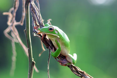 Close-up of frog on branch