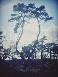 Trees on landscape against cloudy sky