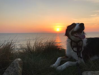 Dog sitting by sea against sky during sunset