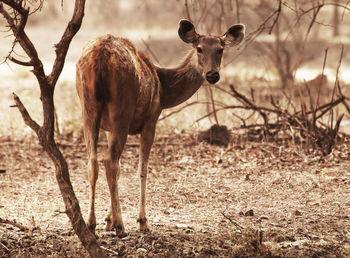 Portrait of deer standing on field at ranthambore national park