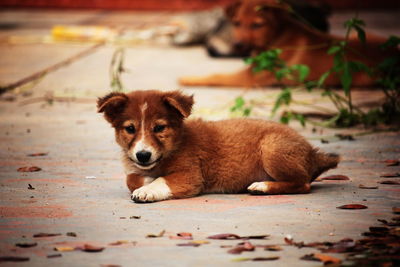 Portrait of dog resting