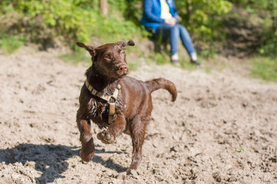 Low section of dog walking on field