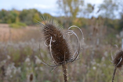 Close-up of plant growing on field