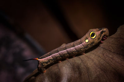 Close-up of a lizard