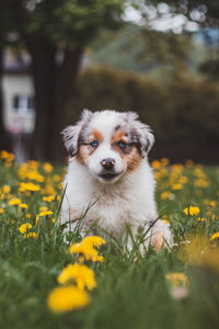 Blue merle sitting in the grass, resting after a run