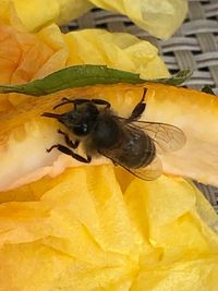 High angle view of bee pollinating flower