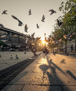 Flock of birds flying over street in city during sunset