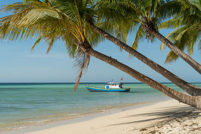 Palm trees at beach against clear sky