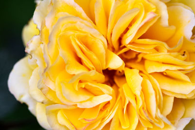 Close-up of yellow rose flower