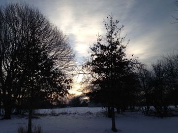 Bare trees on snow covered landscape