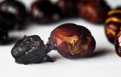 Close-up of dead atta laevigata on table