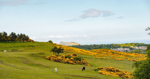 Scenic view of golf course against sky