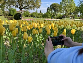 Girl hands taking pictures of yellow tulips