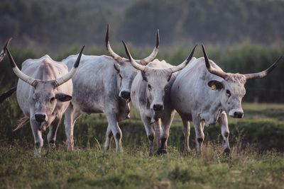 Cows standing in a field