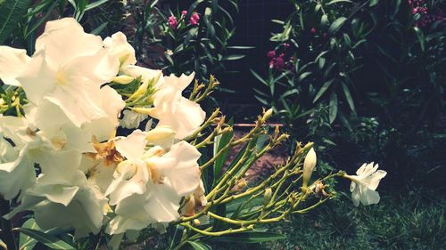 Close-up of white flowering plant