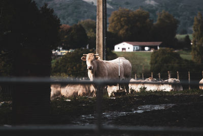 Horse standing in a lake