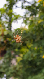 Spider on web