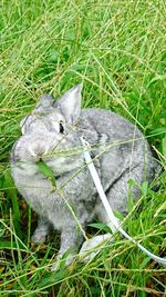 Cat sitting on grass in field