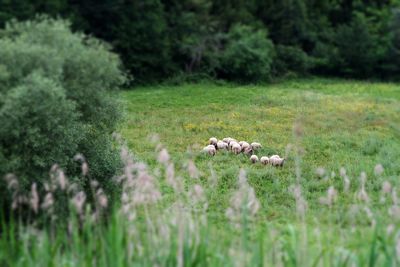 View of sheep on grassy field