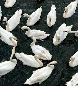 High angle view of swans in lake