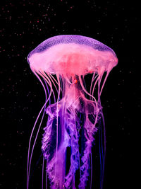 Close-up of jellyfish against blue background