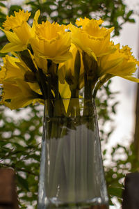 Close-up of yellow flowers