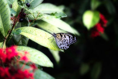 Close-up of butterfly pollinating on flower