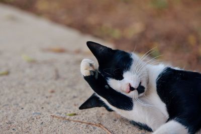 Close-up of cat