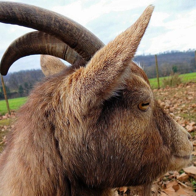 animal themes, one animal, animals in the wild, mammal, wildlife, focus on foreground, livestock, field, close-up, herbivorous, animal head, two animals, nature, brown, horned, side view, domestic animals, day, animal body part, standing