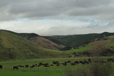 Cows grazing on landscape against sky