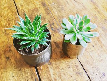 High angle view of potted plants on table