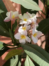 Close-up of white flowering plant