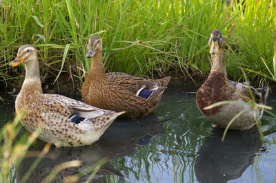 Ducks on lake