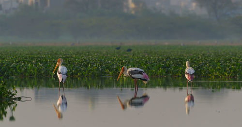 View of birds in lake