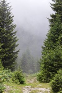 Pine trees in forest