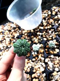 Close-up of hand holding pebbles