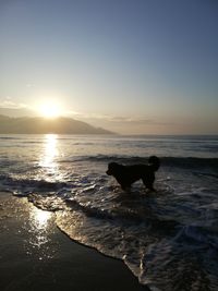 Silhouette dog on beach against sky during sunset